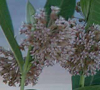 Picture of the fragrant milk weed flowers